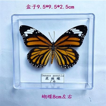 蝴蝶标本100种展示教学 昆虫实物标本 实验室教学标本 建设标本馆