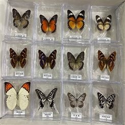 100种蝴蝶标本 昆虫分类标本 科普展示学校教学演示器材厂家制作