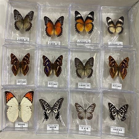 100种蝴蝶标本 昆虫分类标本 科普展示学校教学演示器材厂家制作