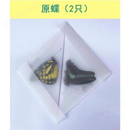 学生手工diy制作材料工具套装 蝴蝶昆虫标本 昆虫针展翅板盒子全套
